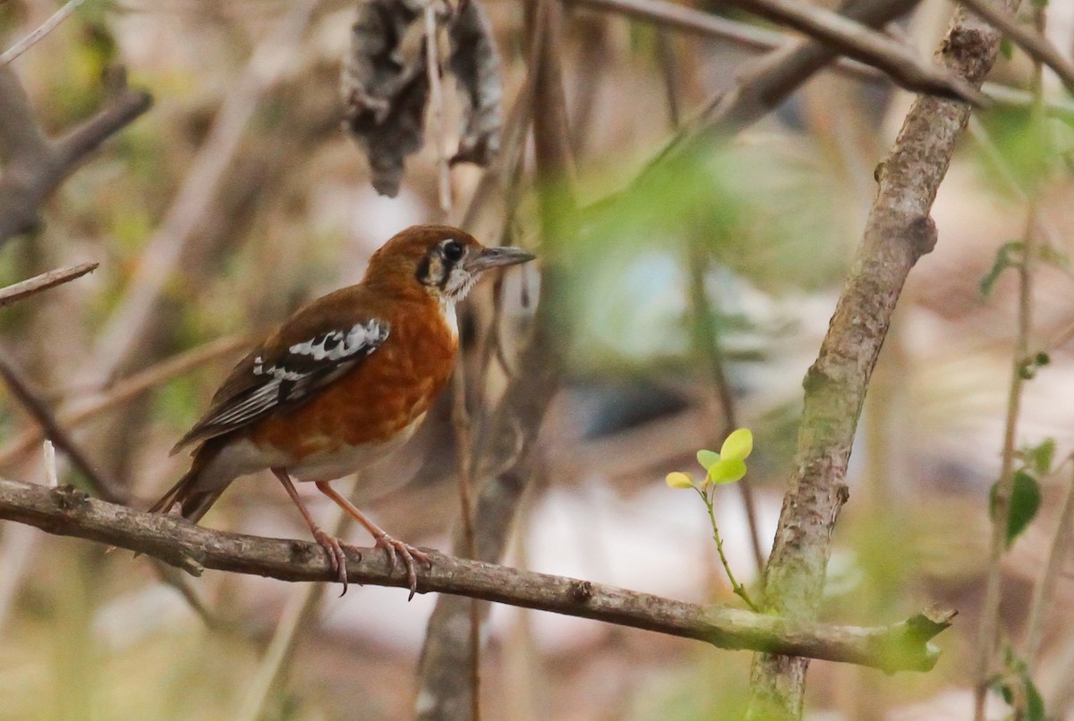 Orange-banded Thrush - ML626726699