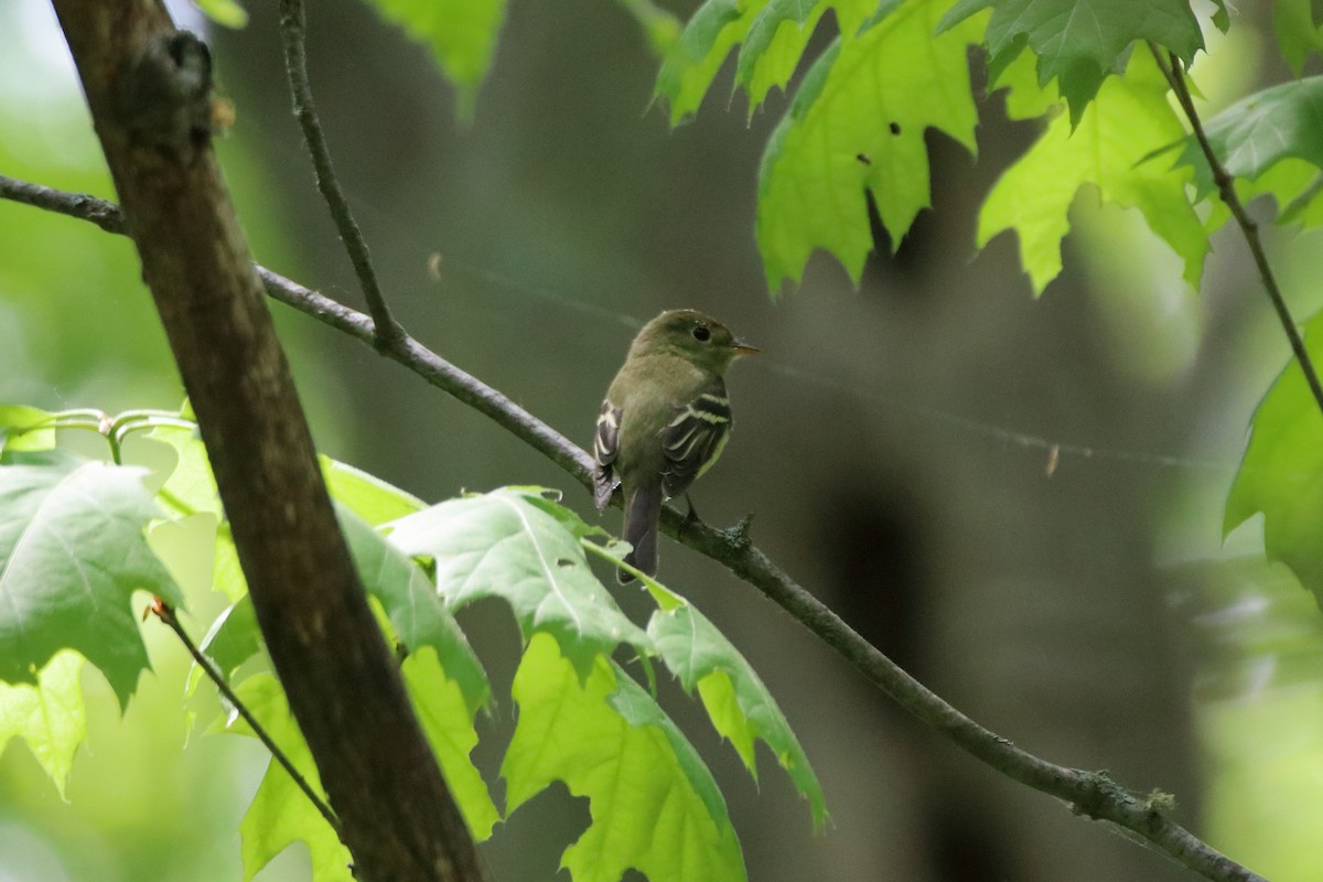 Least Flycatcher - ML626726834