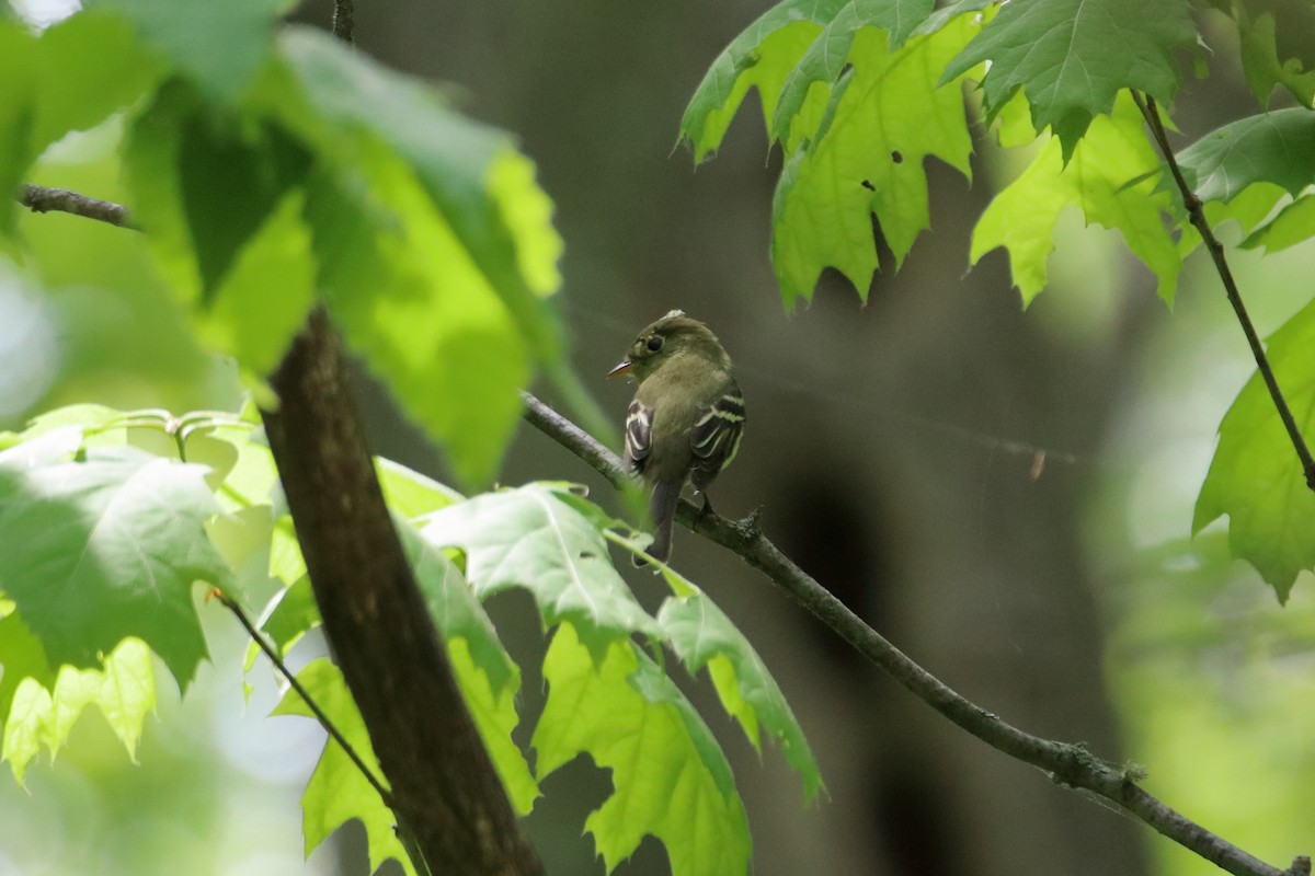 Least Flycatcher - ML626726835