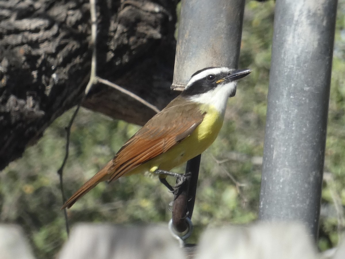 Great Kiskadee - ML626726867