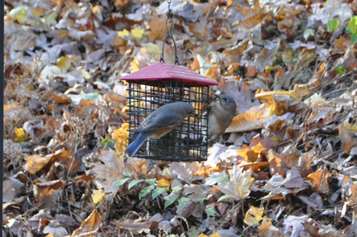 Eastern Bluebird - ML626726915