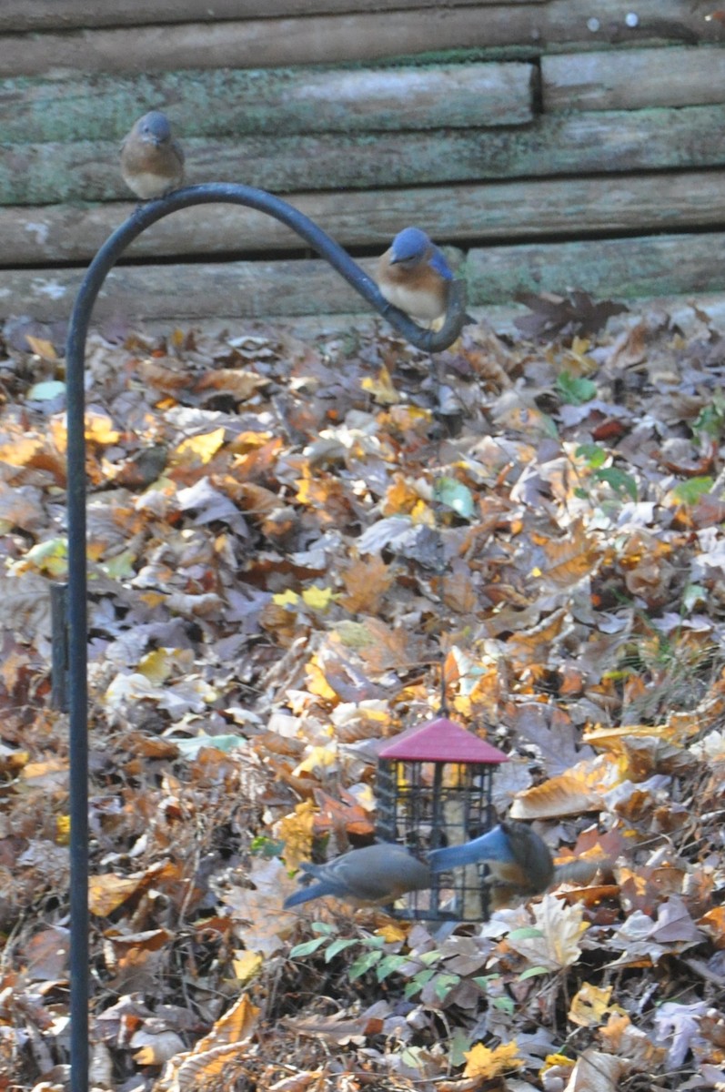 Eastern Bluebird - ML626726916