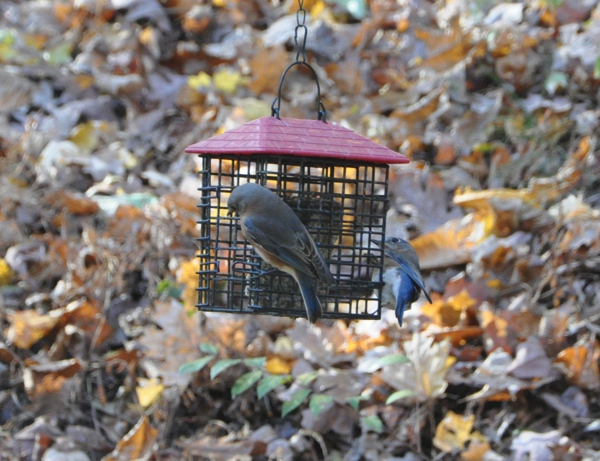 Eastern Bluebird - ML626726917