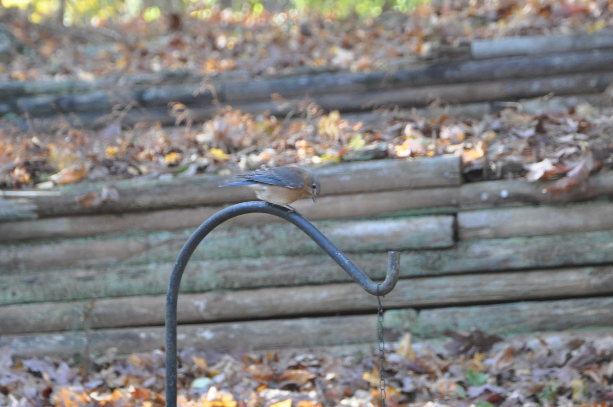 Eastern Bluebird - ML626726918