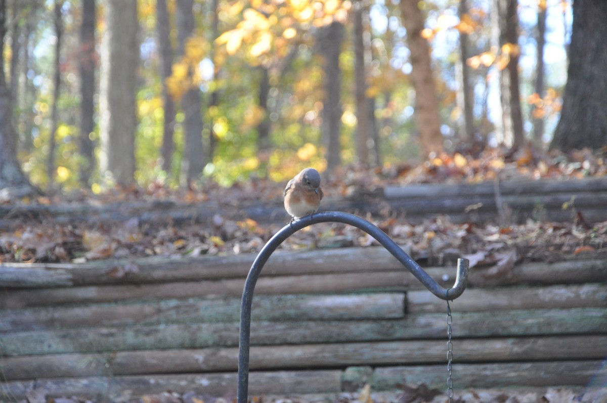 Eastern Bluebird - ML626726921