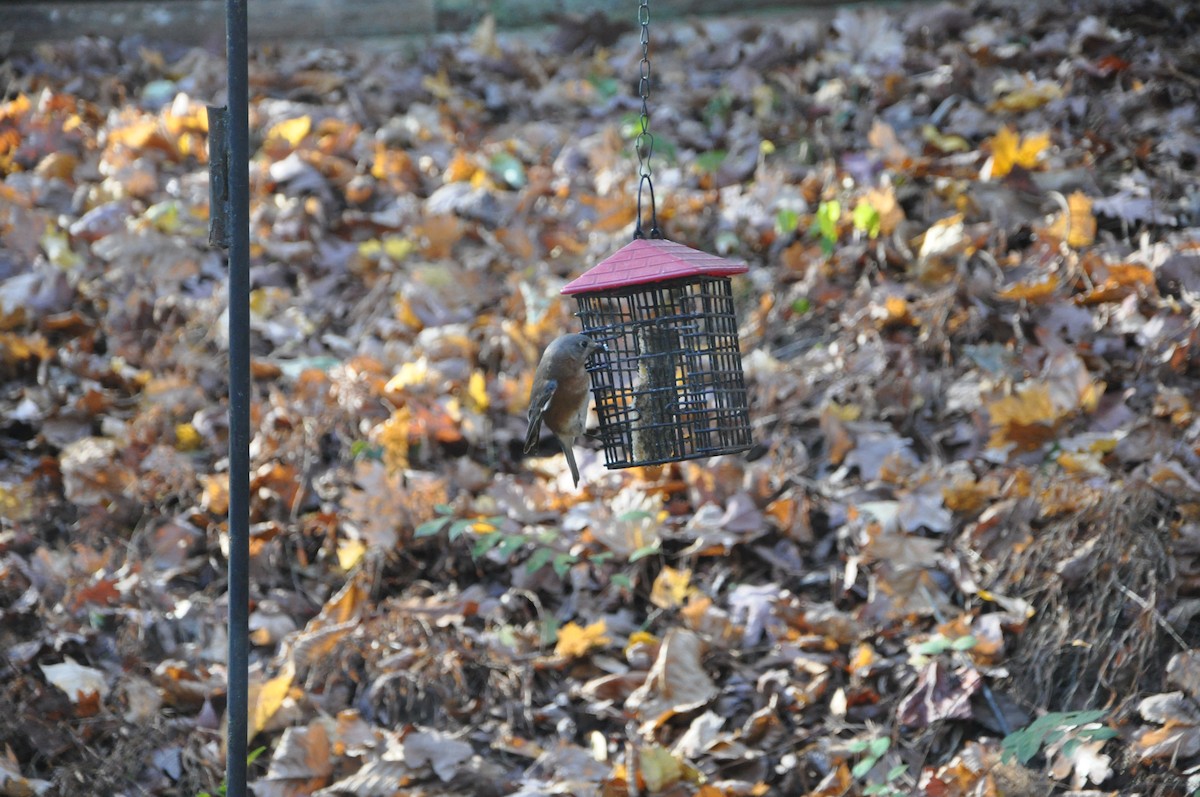 Eastern Bluebird - ML626726923