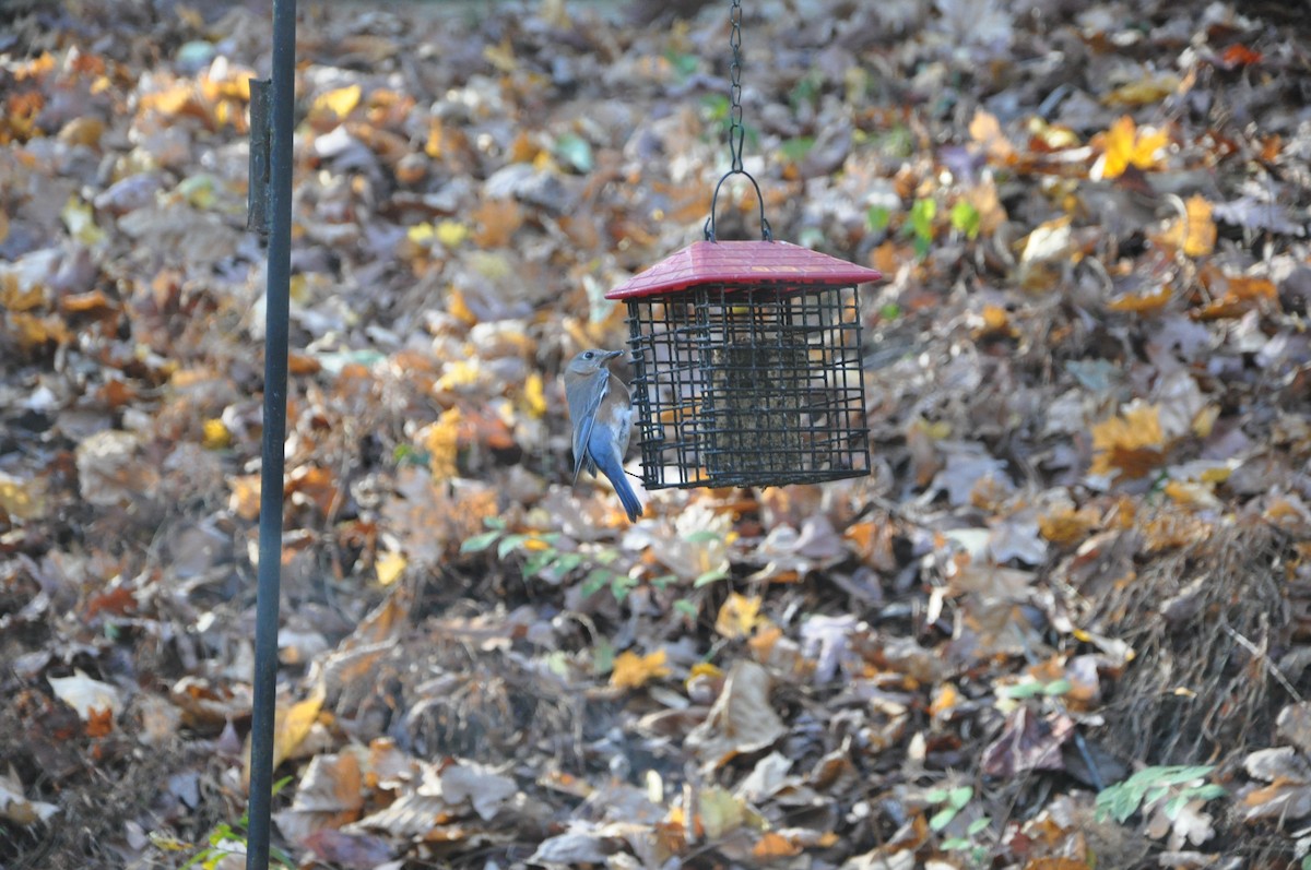 Eastern Bluebird - ML626726924