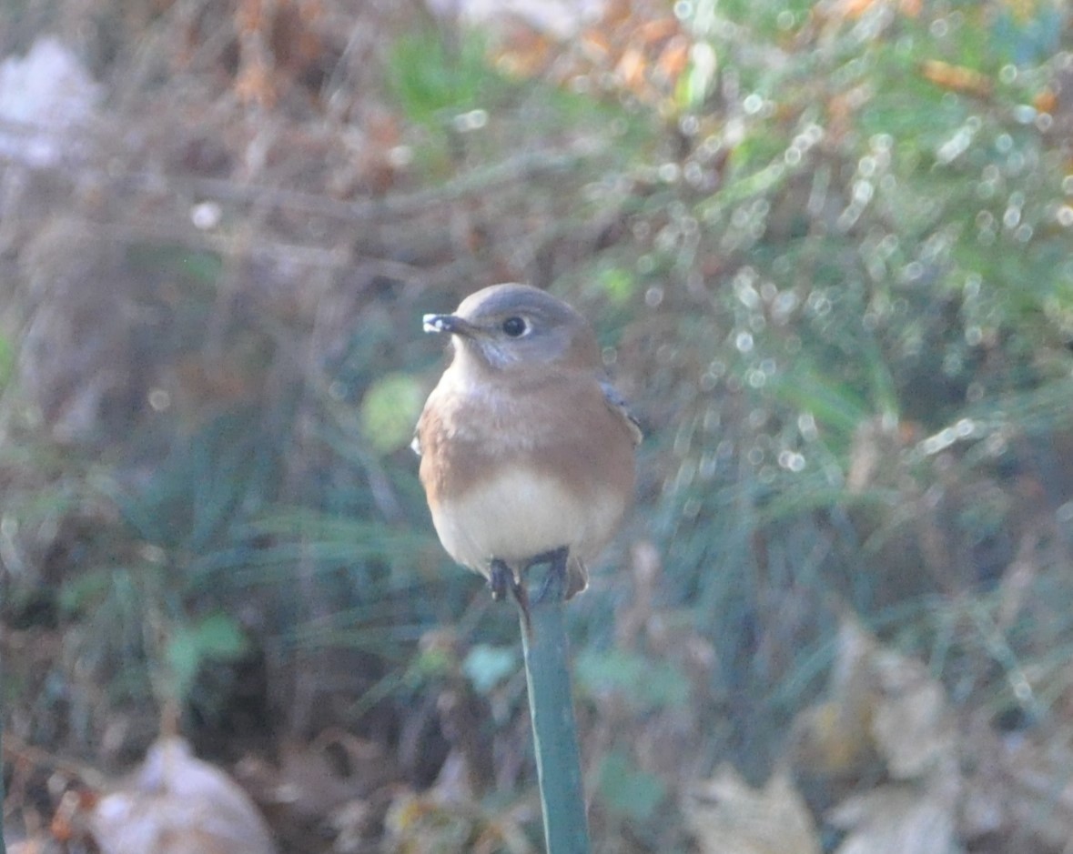 Eastern Bluebird - ML626726963