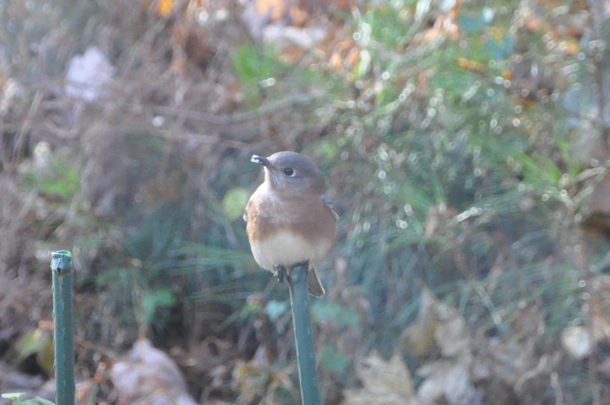 Eastern Bluebird - ML626726964