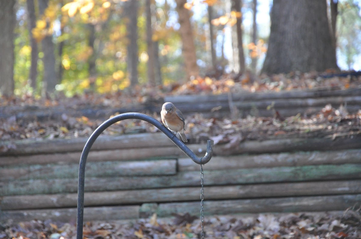 Eastern Bluebird - ML626726966