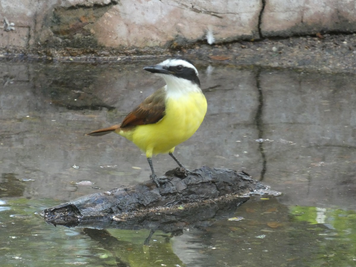 Great Kiskadee - ML626727118