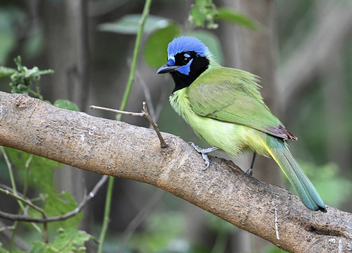 Green Jay - ML626727164