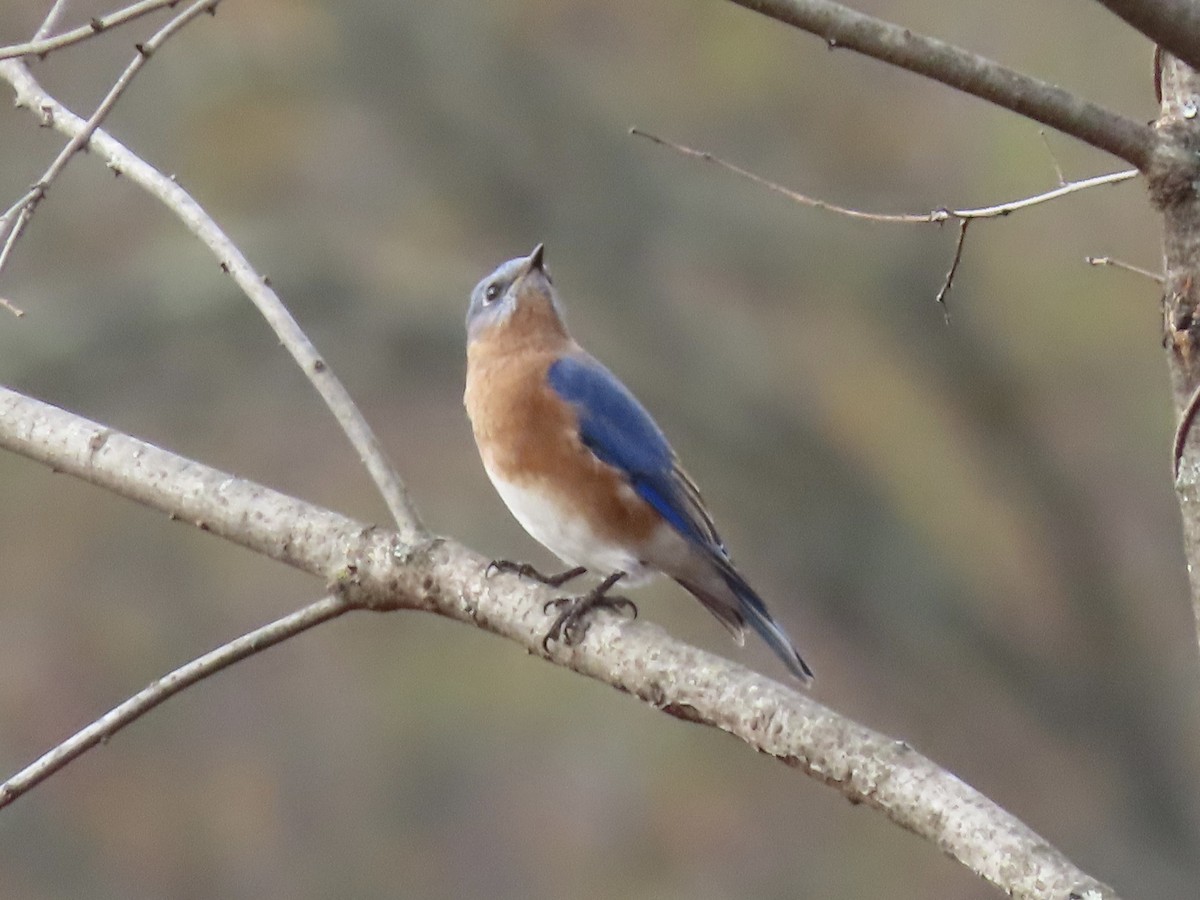 Eastern Bluebird (Eastern) - ML626727285