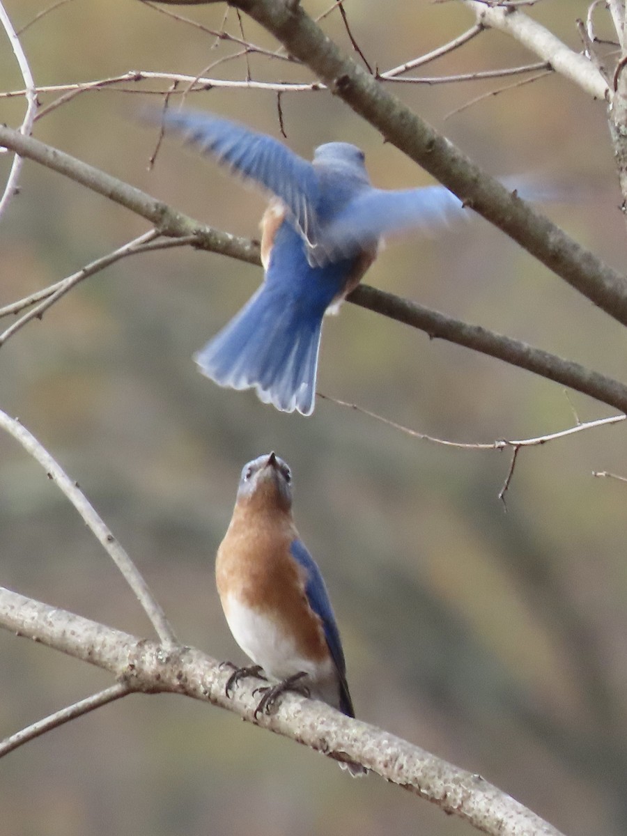 Eastern Bluebird (Eastern) - ML626727290