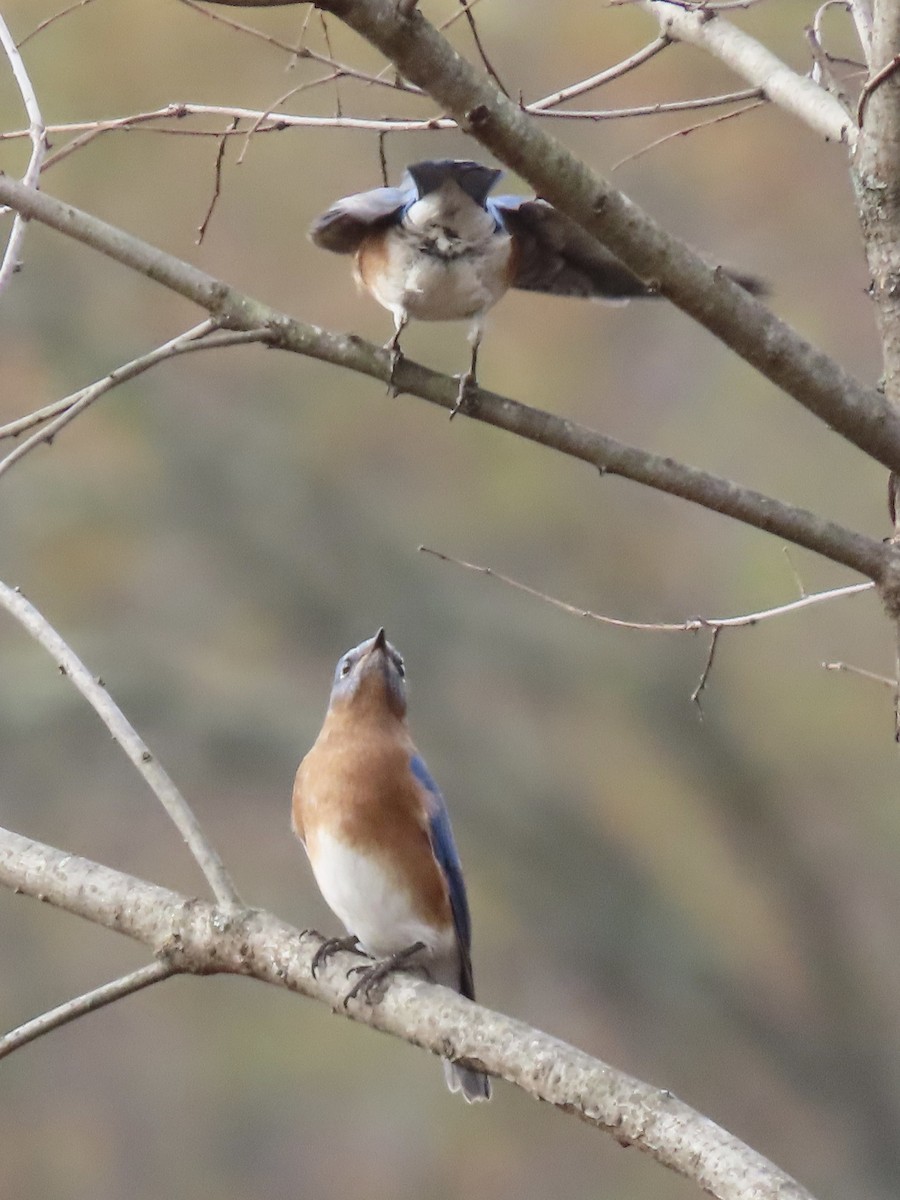 Eastern Bluebird (Eastern) - ML626727291