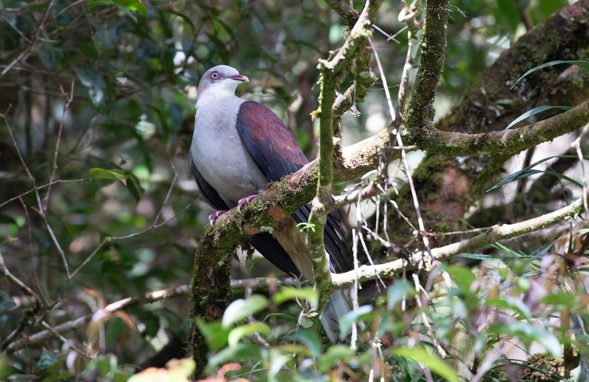 Mountain Imperial-Pigeon - ML626727321