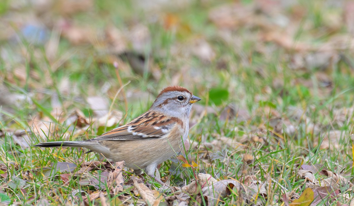 American Tree Sparrow - ML626727360