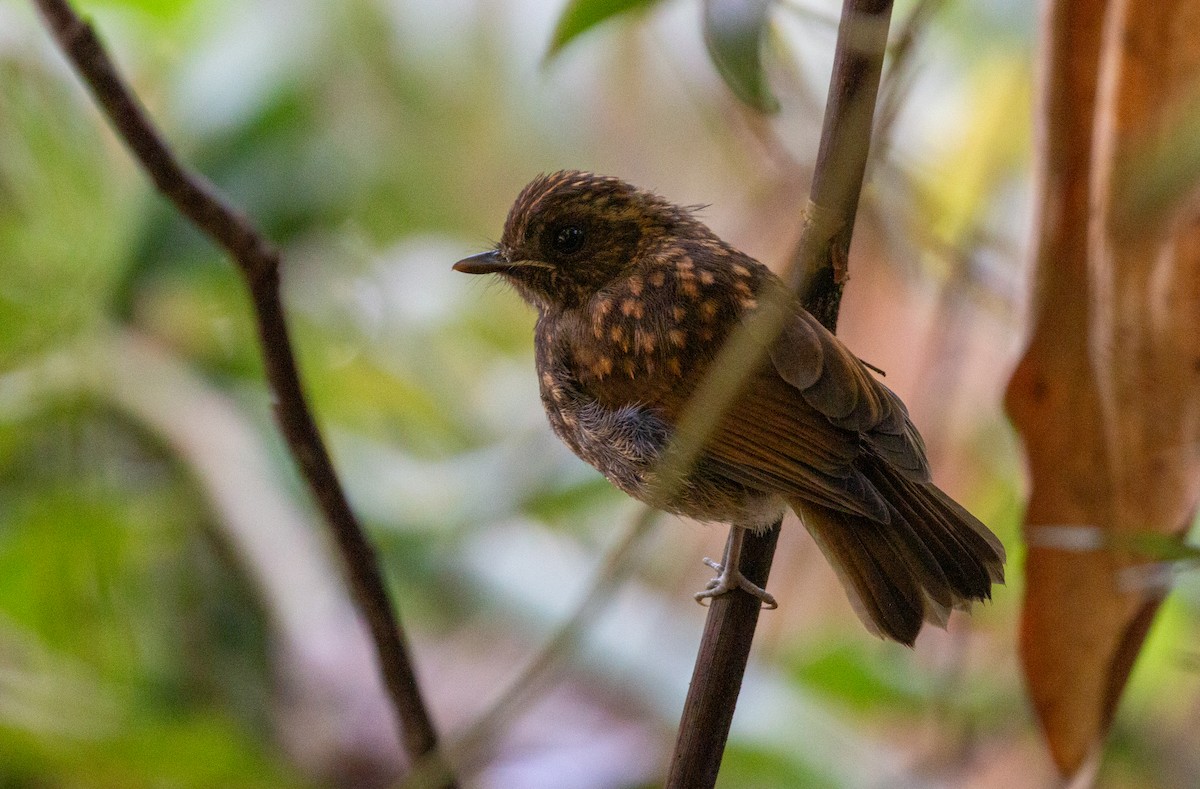 Eyebrowed Jungle Flycatcher - ML626727369