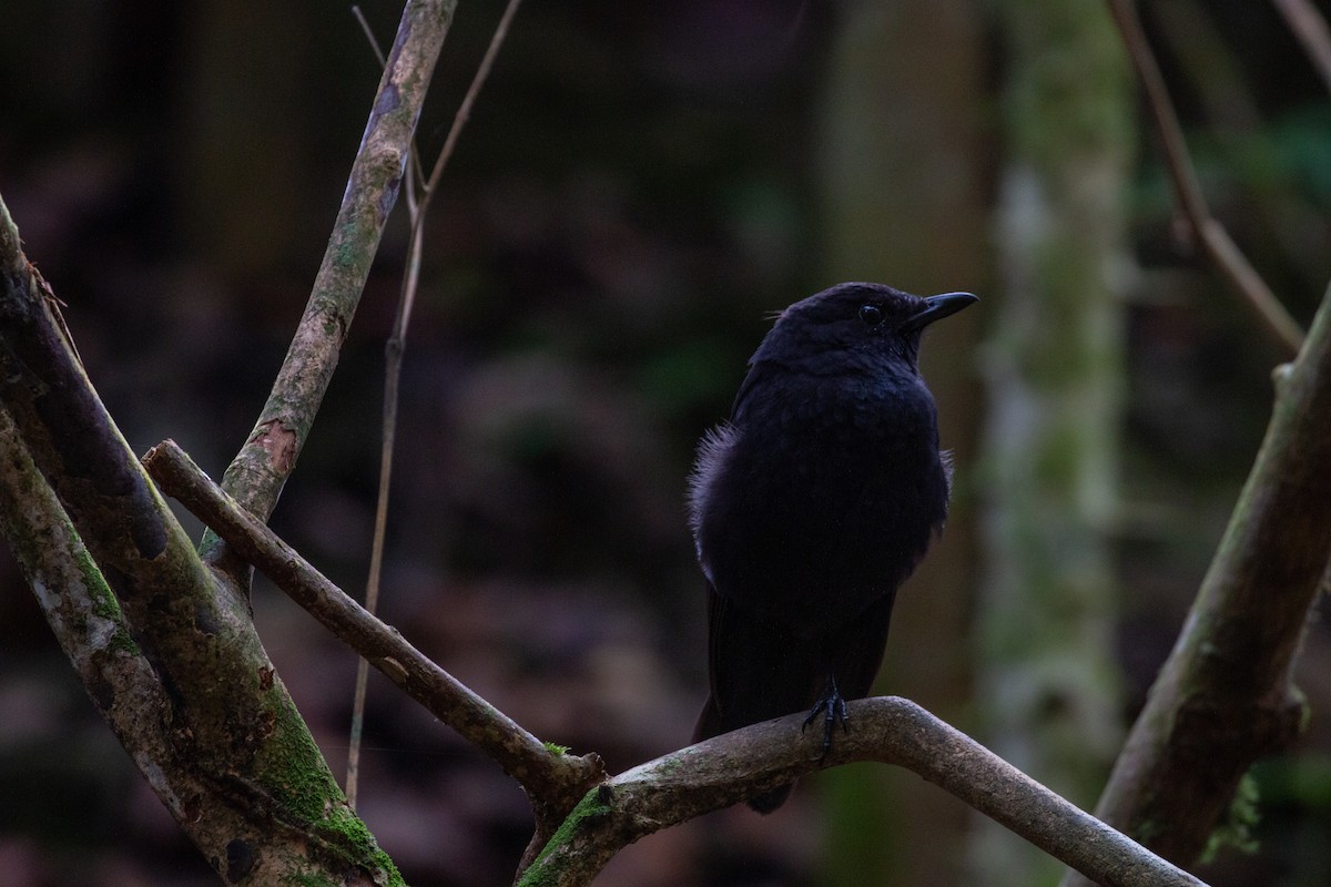 Bornean Whistling-Thrush - ML626727422