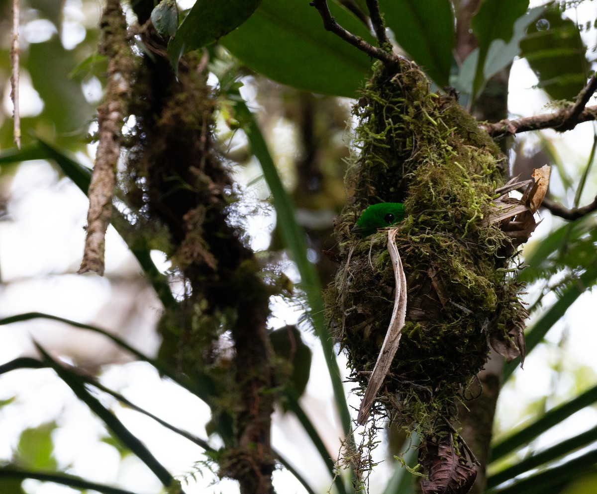 Whitehead's Broadbill - ML626727480