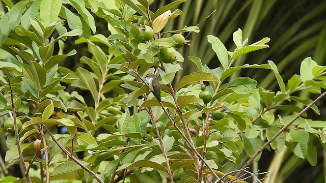 Vervain Hummingbird - ML626727662