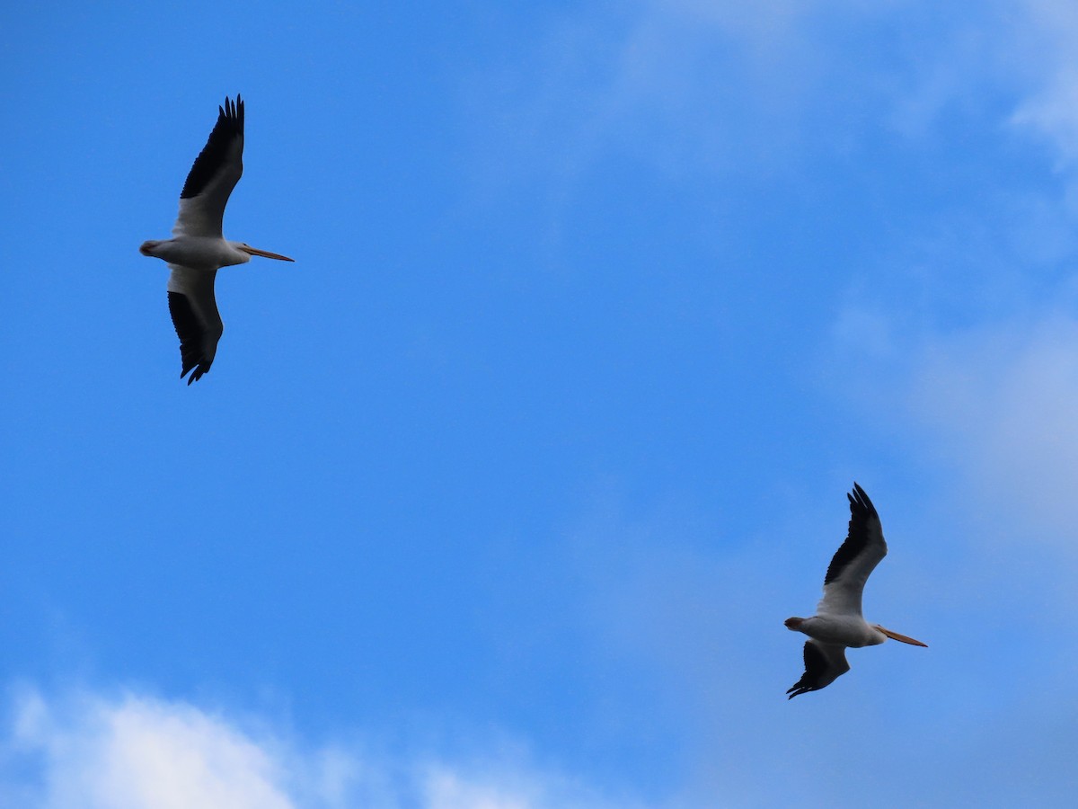 American White Pelican - ML626727684