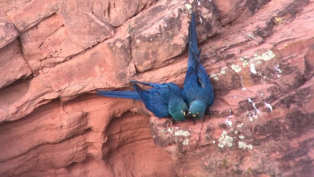 Indigo Macaw - ML626727777