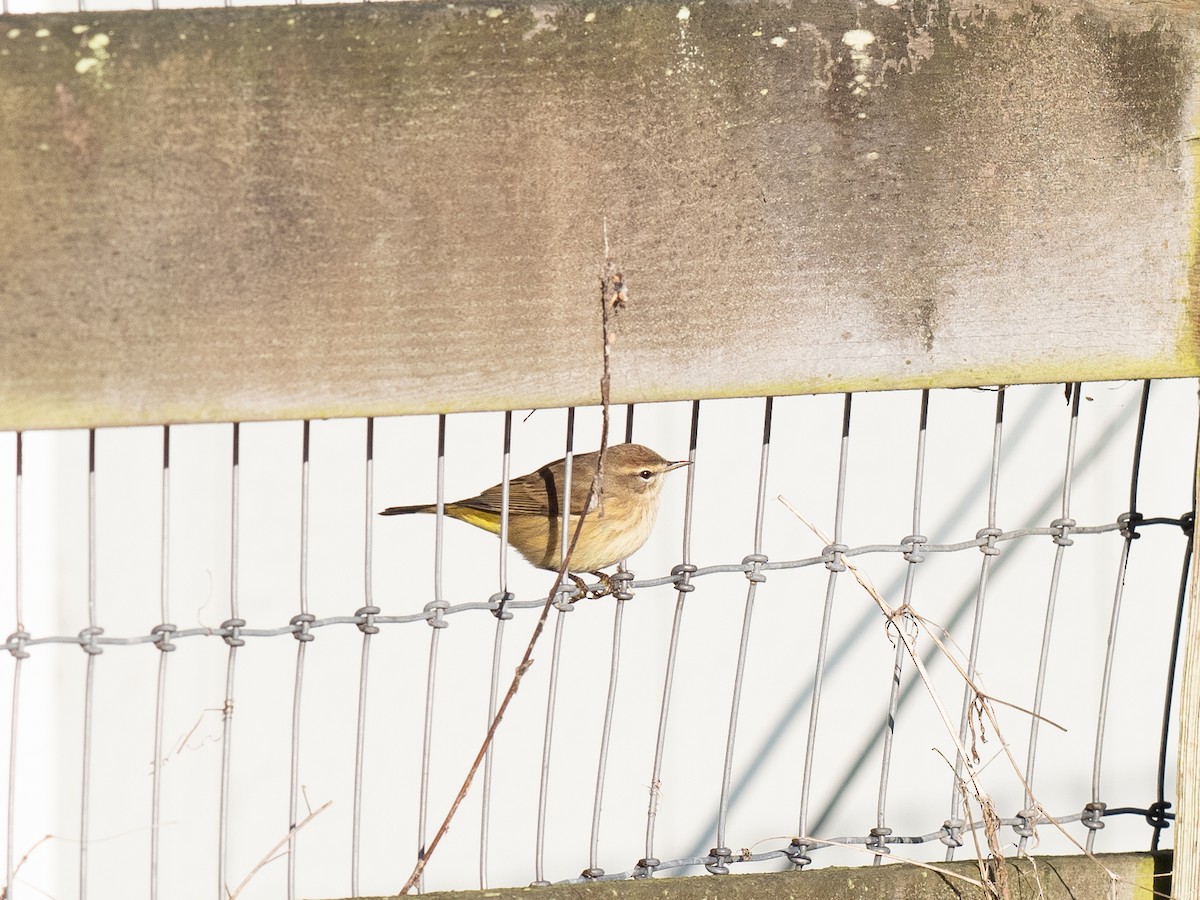 Palm Warbler (Western) - ML626727858