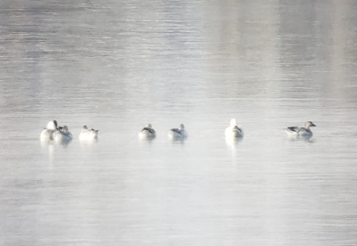 Snow Goose - ML626728030