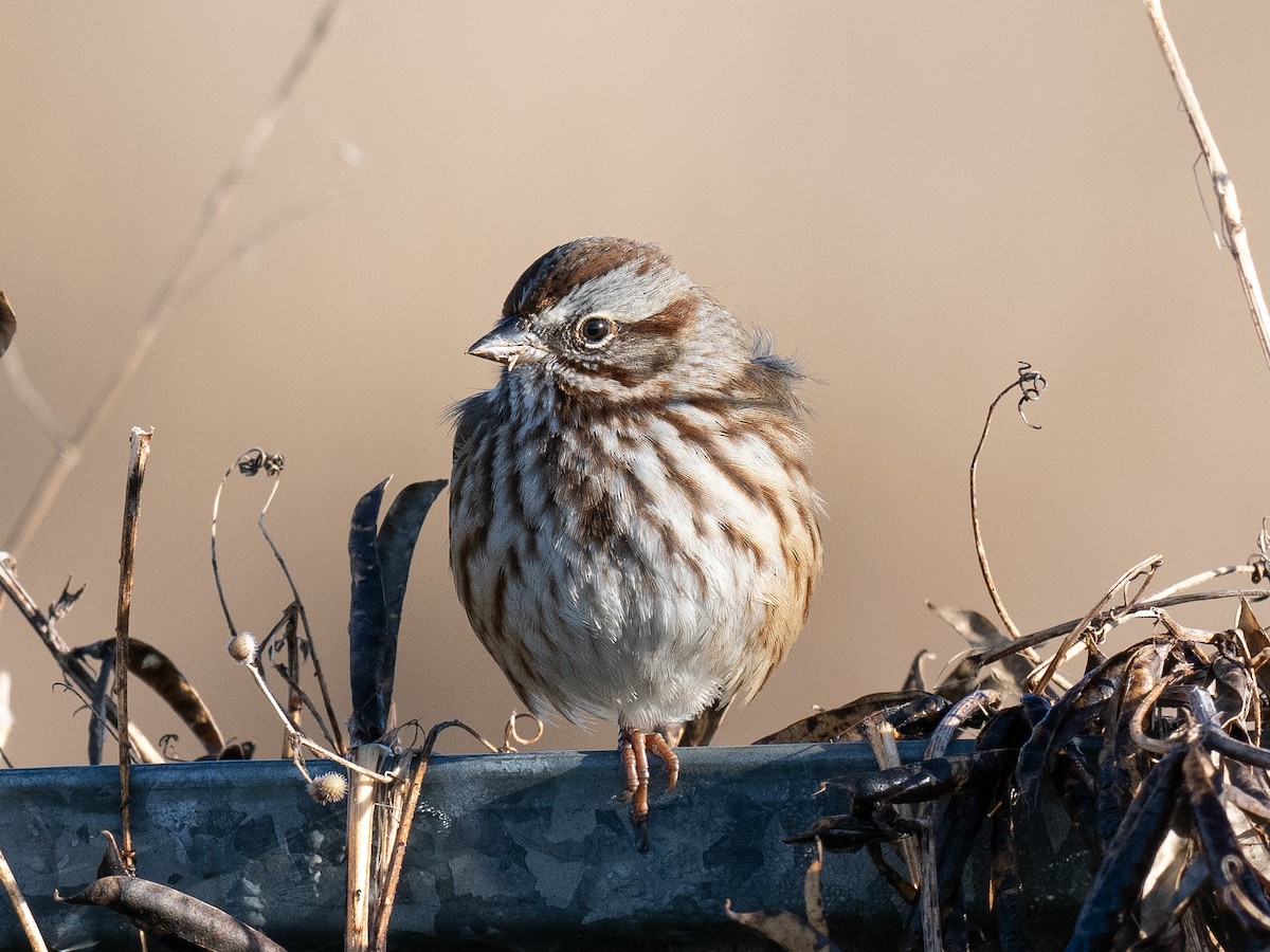 Song Sparrow - ML626728032