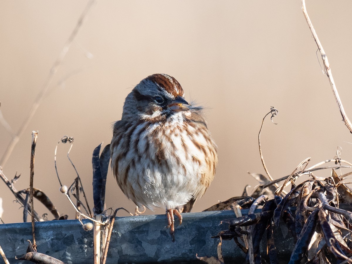 Song Sparrow - ML626728033