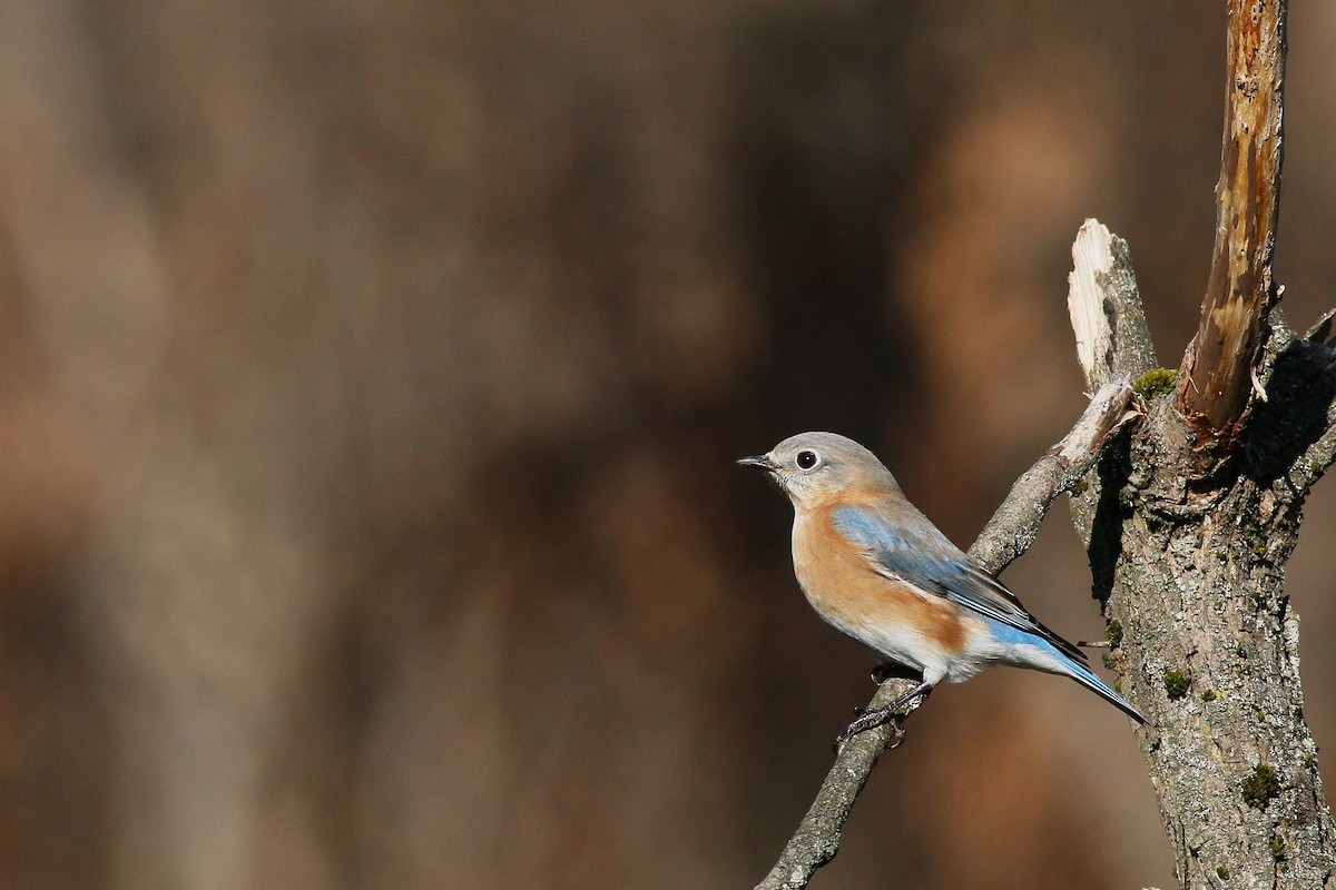 Eastern Bluebird - ML626728053