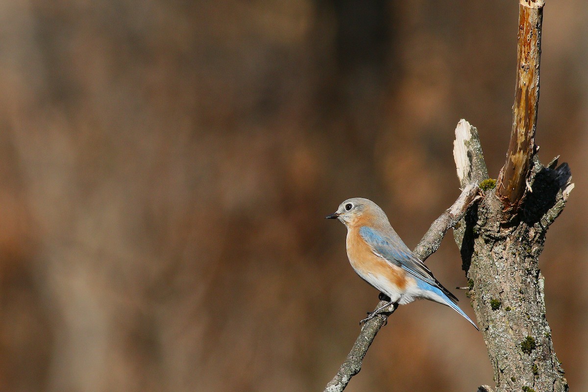 Eastern Bluebird - ML626728054