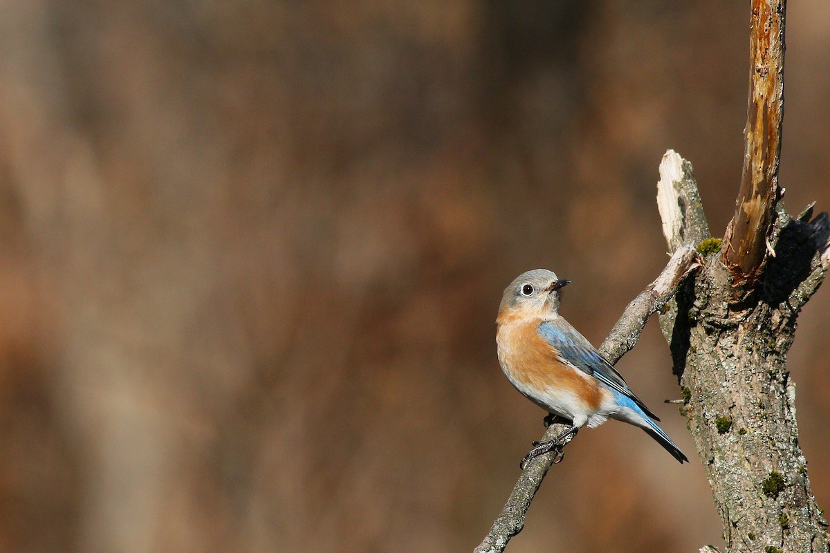 Eastern Bluebird - ML626728055