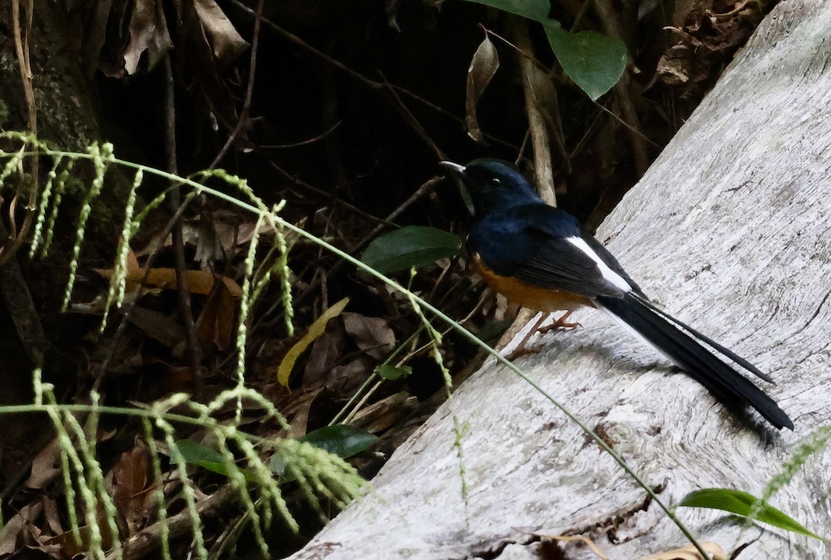 White-rumped Shama (White-rumped) - ML626728087