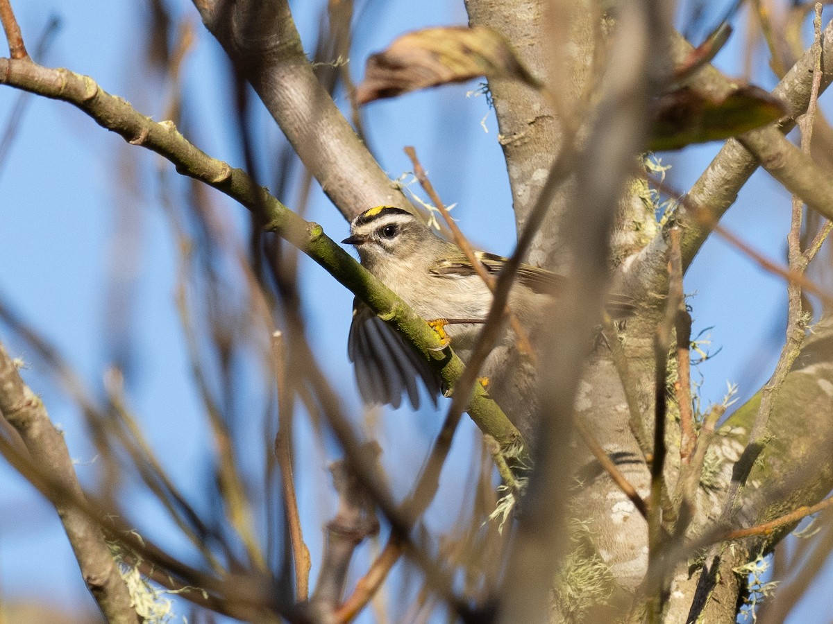 Golden-crowned Kinglet - ML626728093
