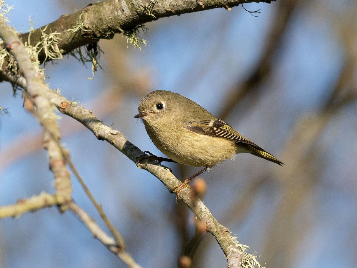 Ruby-crowned Kinglet - ML626728097