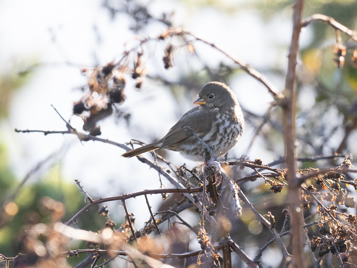 Fox Sparrow (Sooty) - ML626728148