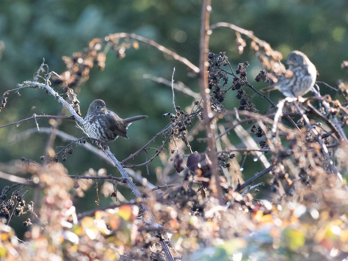 Fox Sparrow (Sooty) - ML626728155