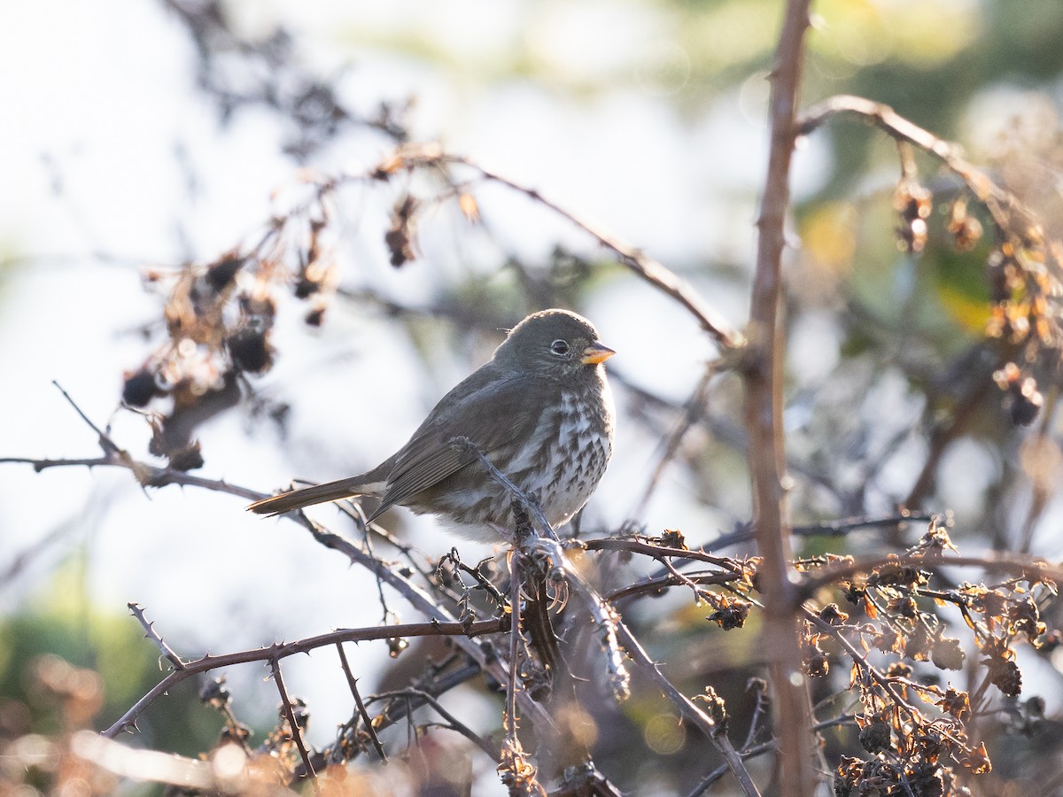 Fox Sparrow (Sooty) - ML626728156