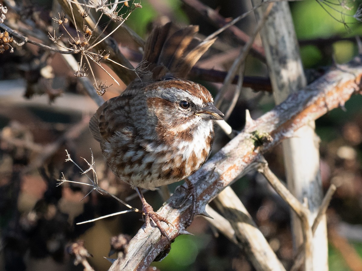 Song Sparrow - ML626728160