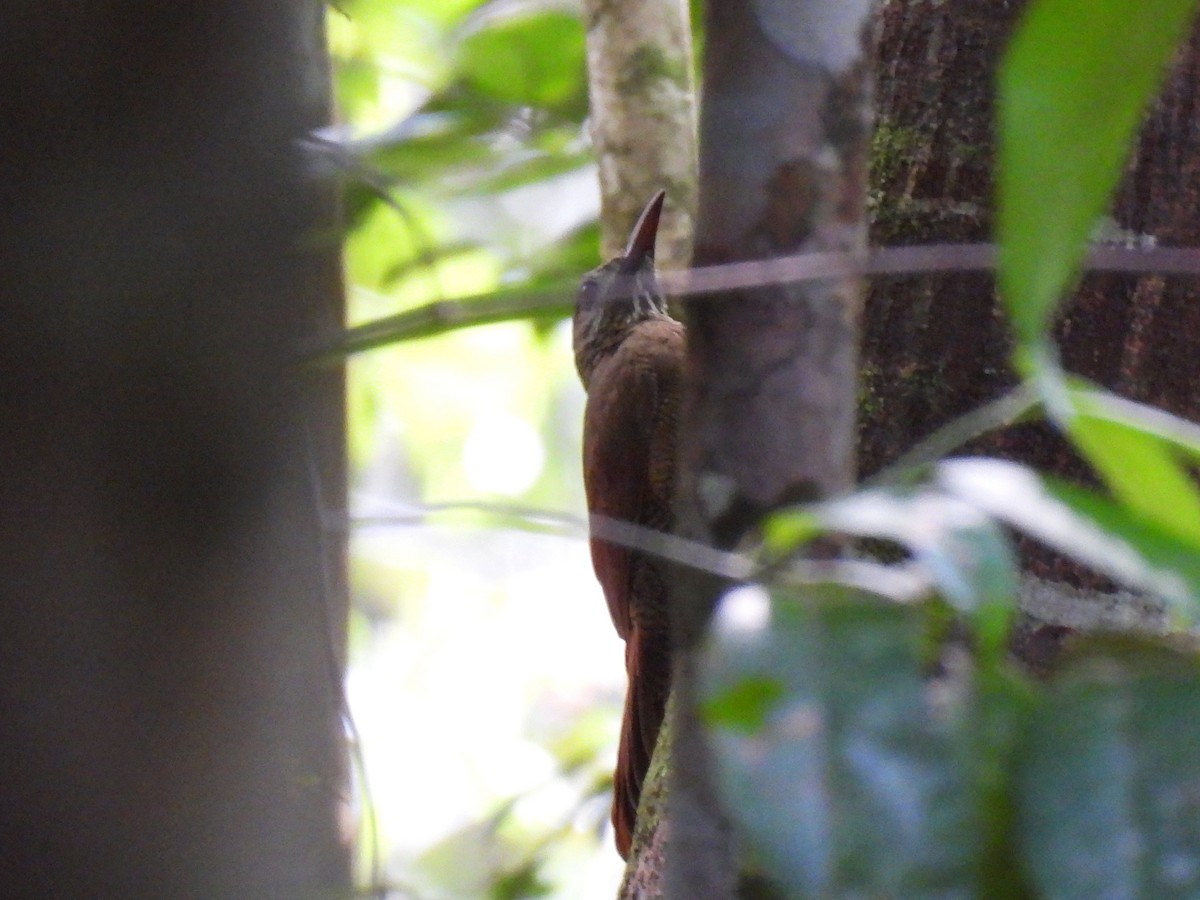 Bar-bellied Woodcreeper - ML626728268