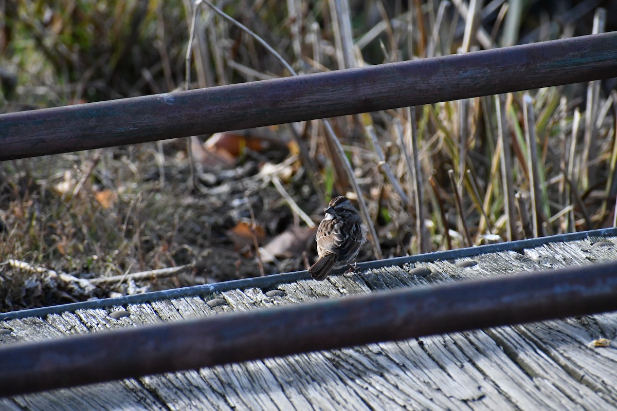 Song Sparrow - ML626728282