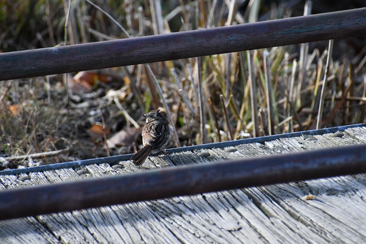 Song Sparrow - ML626728287