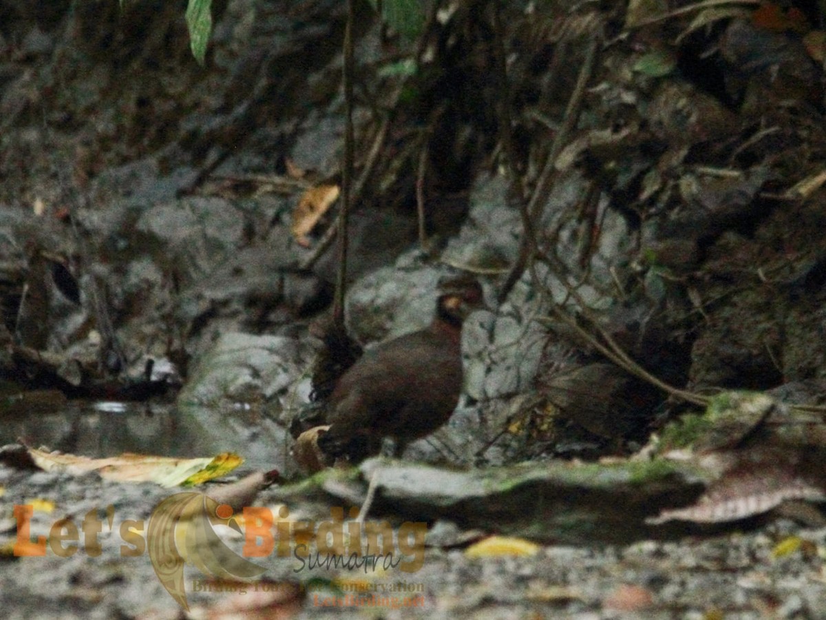 Chestnut-necklaced Partridge - ML626728805