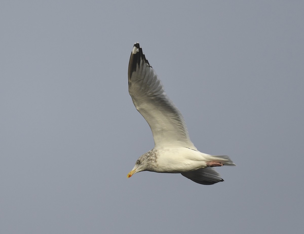 American Herring Gull - ML626729294