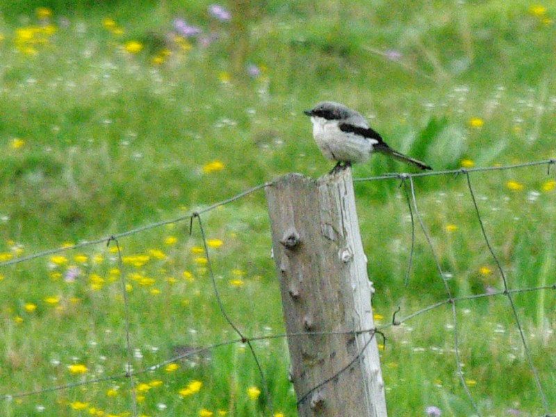 Giant Shrike - ML626729330