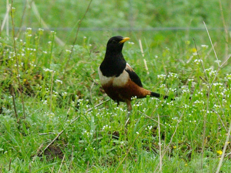 White-backed Thrush - ML626729425