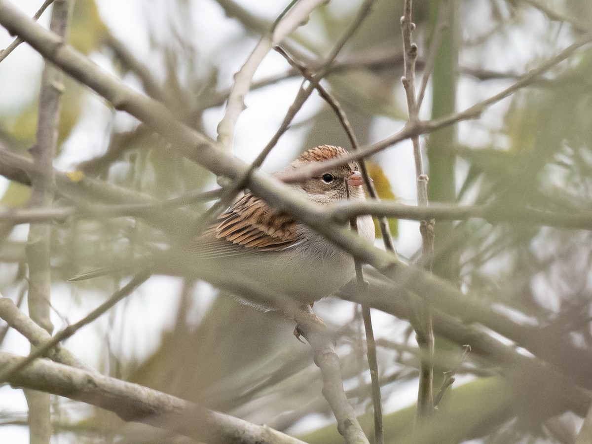 Chipping Sparrow - ML626729492