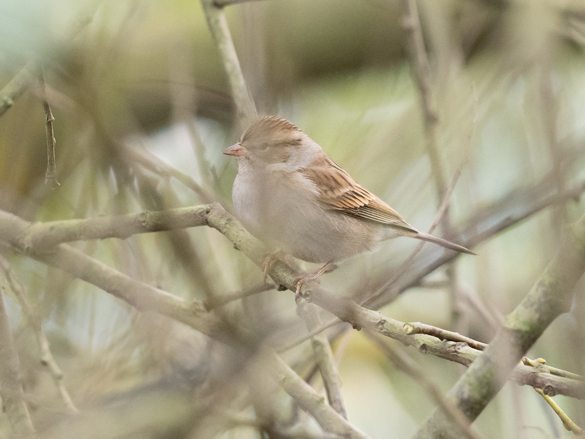 Chipping Sparrow - ML626729493